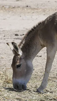 पाकिस्तान की इकोनॉमी के लिए बूस्टर है गधे, चौंक गए ना आप?