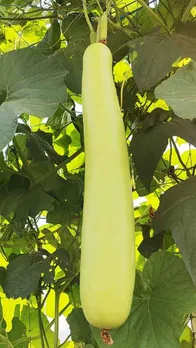 रोजाना लौकी खाने के 6 फायदे!