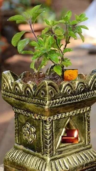 तुलसी पर अर्पित करें ये चीज, चमक जाएगी किस्मत!