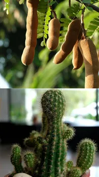 घर में न लगाएं ये पेड़-पौधे, छीन जाएगा सुख-चैन