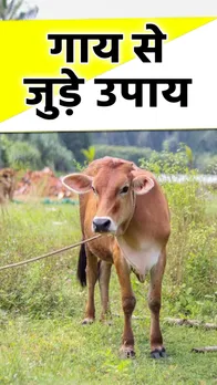 Cow Astro Remedies: गाय से जुड़े ये उपाय दिलाएंगे धन-दौलत और कामयाबी