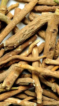 औषधीय गुणों का भंडार है ये जड़ी बूटी, जानें फायदे!