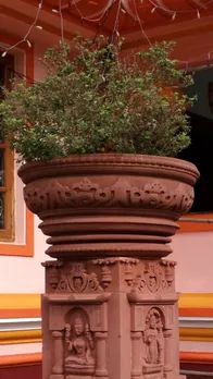 तुलसी के पौधे को किस दिशा में लगाना अधिक शुभ?