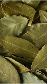 फ्रिल साड़ी में बला की खूबसूरत दिखीं सनी लियोन, देखें तस्वीरें