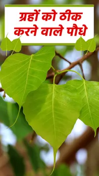 Plants for nine planets : ग्रहों को चाल बदल देते हैं पौधे, जानें कैसे