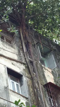 पीपल के पेड़ दीवारों पर क्यों उगते हैं, मिल गया आज इसका जवाब