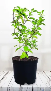 घर में इस दिशा में लगाएं तुलसी का पौधा!