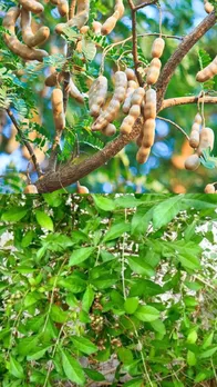 कौन से 5 पौधे घर में नहीं लगाना चाहिए?