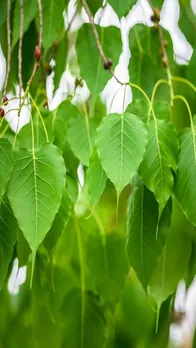 धन नाश करने वाले 5 ऐसे पौधे जिन्हें भूलकर भी अपने घर में न लगाएं