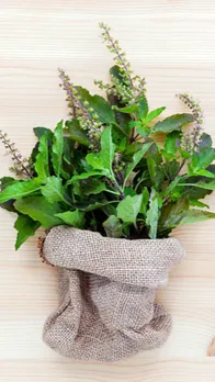 भूल से भी इस दिन तुलसी के पत्ते न तोड़ें, हो जाएगा अनर्थ