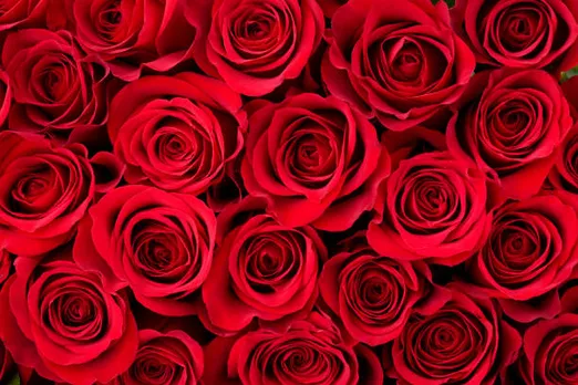 Rose Day 2022: गुलाब के फूल में छिपे हैं कुछ दिलचस्प राज, जान लें इजहार करने से पहले आज
