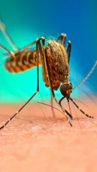 डेंगू मरीजों के लिए जड़ी-बूटी से कम नहीं हैं ये फल