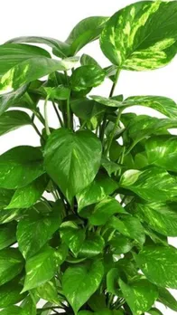 मनी प्लांट लगाने का सबसे सही तरीका क्या है? जानें यहां