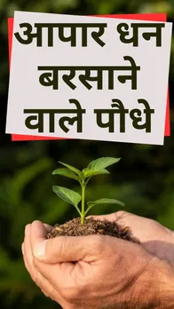 Vastu For Plants: घर के मुख्य द्वार पर लगाएं ये 5 पौधे, बरसेगा आपार धन