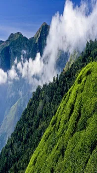 Top 5 Tea Plants In India : क्या आप भी हैं चाय के दीवानें, तो यहां जरू