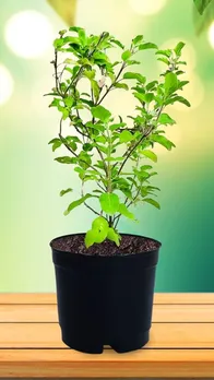 तुलसी लगाते समय इन बातों का रखें ध्यान!