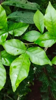 घर में बेलपत्र का पेड़ लगाना चाहिए या नहीं? जानें लगाने की सही विधि