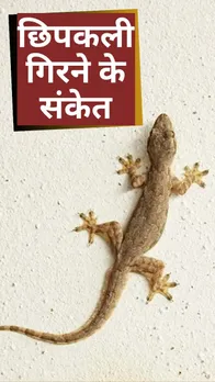 छिपकली का गिरना शुभ होता है या अशुभ? जानें इसके पीछे छिपे गहरे संकेत