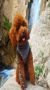 अगर आपके घर में हैं Pet तो इन बातों का रखें खास ख्या