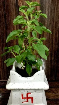 तुलसी के पास भूलकर भी न रखें ये 5 चीजें, माना जाता है अशुभ!