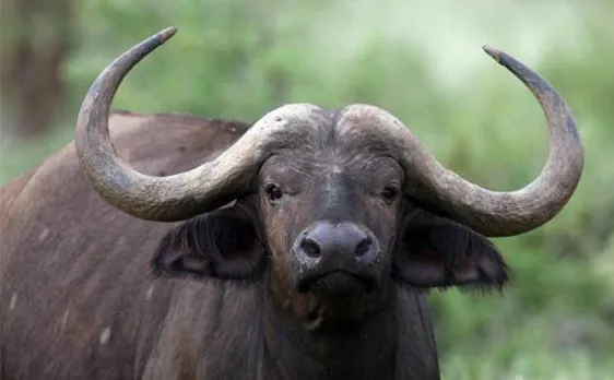 आईवीएफ के जरिए भैंस ने दिया बच्चे को जन्म, अब गेंडे की बारी