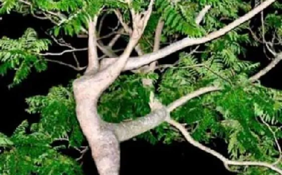 म्यूजिक सुनते ही थिरकने लगता है यह पौधा