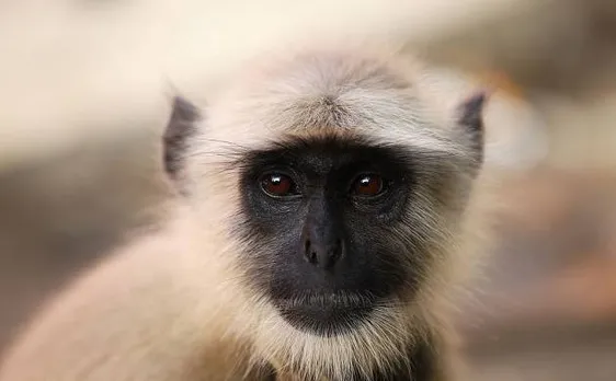 जब सिक्योरिटी गार्ड बना जानवर, लंगूर को लाठी से पीटकर फेंक दिया 4 मंज़िल से नीचे