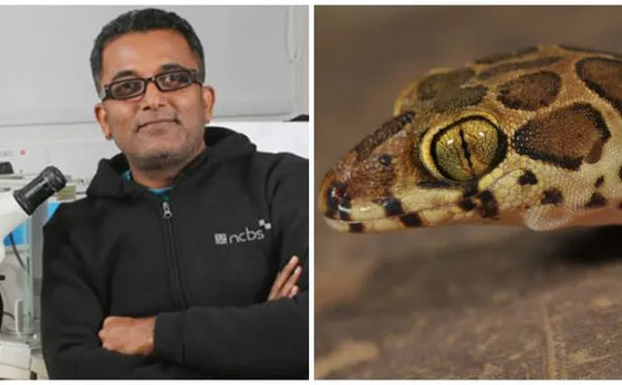 इंडियन साइंटिस्ट वरद गिरी के नाम पर बनी गिरिज़ गेकोइला छिपकली प्रजाति