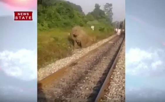 ऋषिकेश: रेलवे ट्रैक पर हाथी की ट्रेन से टक्कर, घायल हाथी का इलाज जारी