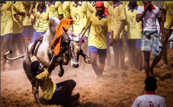 जल्लीकट्टू पर विरोध प्रदर्शन जारी, शुक्रवार को बंद रहेगा तमिलनाडु, SC के फैसले के खिलाफ अध्यादेश लाने पर राज्य सरकार कर रही विचार