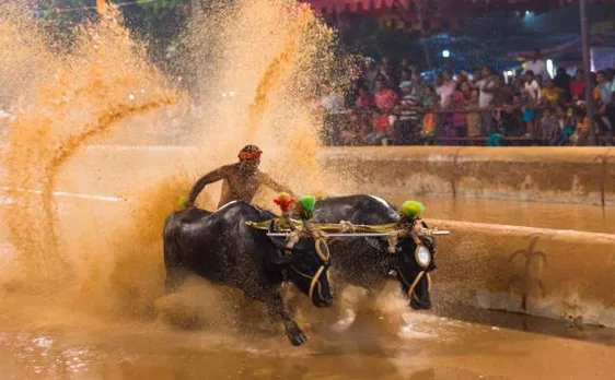 तमिलनाडु में जल्लीकट्टू के बाद अब कर्नाटक में ‘कंबाला’ के आयोजन की मांग भी हुई तेज