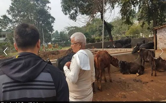 लालू की गौ-सेवा वाली तस्वीर सोशल मीडिया पर खूब हो रही है वायरल