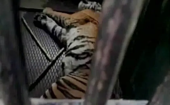 पीलीभीत में वन विभाग ने आदमखोर बाघिन को पकड़ा, अब तक 5 लोगों की ली थी जान