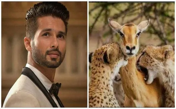 शाहिद ने शेयर की हिरन की तस्वीर, कहा कई मायनों में पुरुषों से आगे हैं महिलाएं