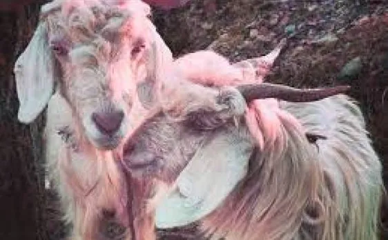 उत्तराखंड के टिहरी में अनोखा स्वयंवर, बकरियां चुनेंगी अपना हमसफर