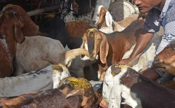उत्तर प्रदेश में 'योगी' राज के दौरान बूचड़खानों पर चली लगाम और राज्य की अर्थव्यवस्था पर पड़ता असर