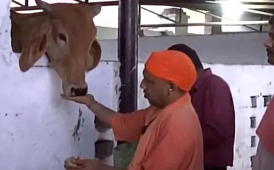 गोरखपुर में दूसरे दिन गौशाला पहुंचे योगी आदित्यनाथ, गायों को खि‍लाया चारा