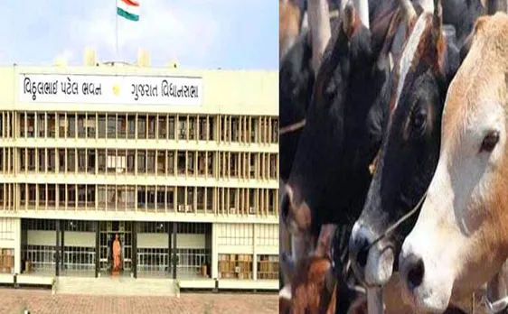 गुजरात में गौ हत्या पर होगी उम्र कैद, विधानसभा में पास हुआ बिल