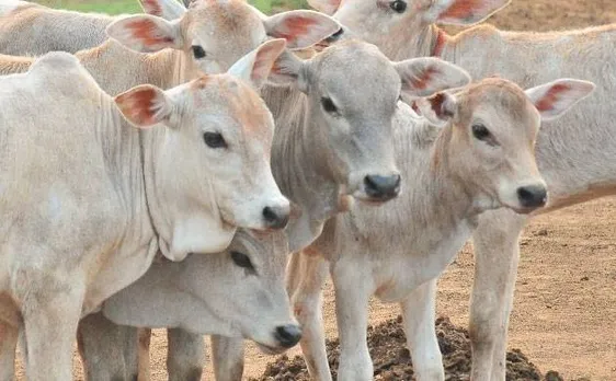 असम, मणिपुर केरल और पश्चिम बंगाल में गोहत्या पर नहीं है प्रतिबंध