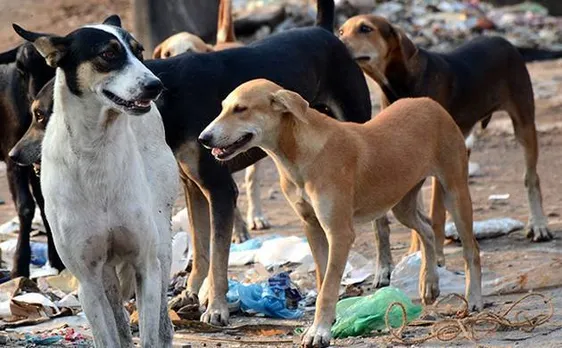 हरियाणाः मोर्चरी में रखा शव कुत्तों ने नोच खाया