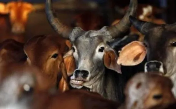 कश्मीर के रियासी जिले में गोरक्षकों का हमला, 9 साल की बच्ची समेत 5 लोग घायल