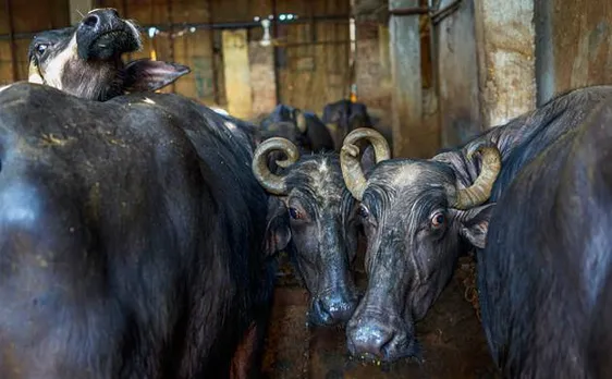 भैंसों के वध की अनुमति दे सकती है सरकार