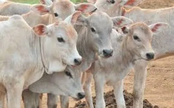 राजस्थान हाईकोर्ट का सुझाव, गाय को राष्ट्रीय पशु घोषित करे सरकार, गोहत्या पर हो उम्रकैद