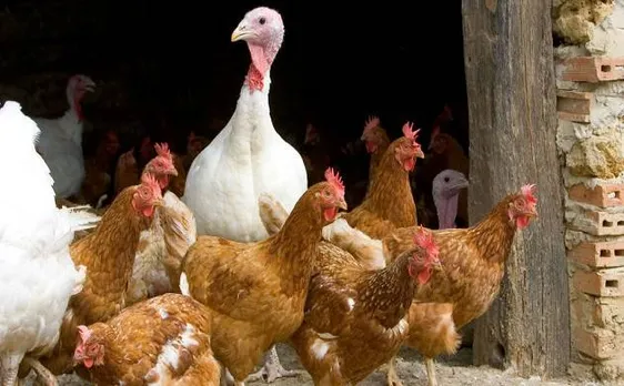 भारत ने खुद को बर्ड फ्लू से मुक्त घोषित किया
