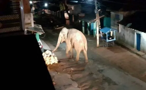 छत्तीसगढ़ः अंबिकापुर जिले में घुसा जंगली हाथी, एक घर को तोड़ा