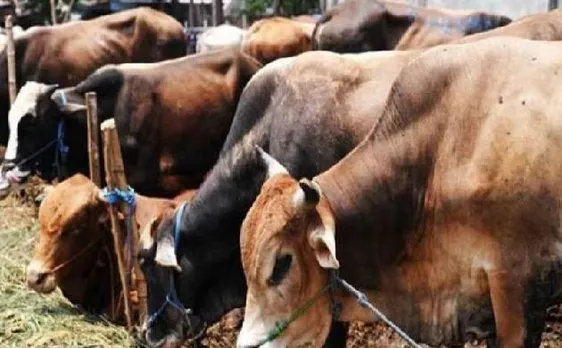 गोरक्षकों की हिंसा पर मोदी सरकार ने सुप्रीम कोर्ट से कहा, हम हिंसा के खिलाफ