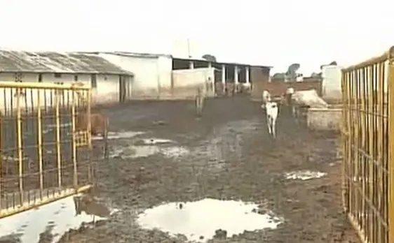 छत्तीसगढ़: गोशाला में 250 गायों की मौत मामले में 9 अफसर निलंबित