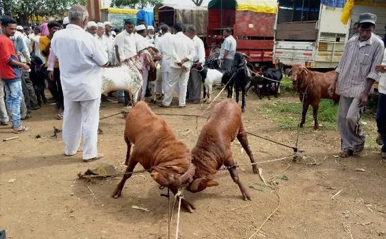 RSS के मुस्लिम विंग ने कहा, तीन तलाक की तरह बकरीद पर कुर्बानी 'हराम'