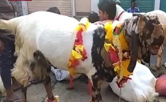 बकरीद स्पेशल: ढ़ाई लाख से लेकर साढ़े सात लाख तक में बिक रहे बकरे