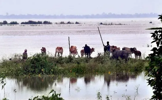 क्या बिहार में बाढ़ की वजह हैं चूहे?